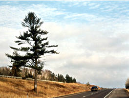 30tree 30tree