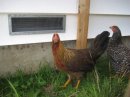 Backyard Chickens