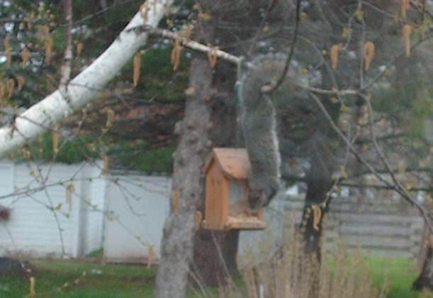 squirrelaction348975 squirrelaction348975
