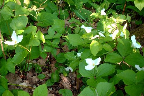 trilliums847