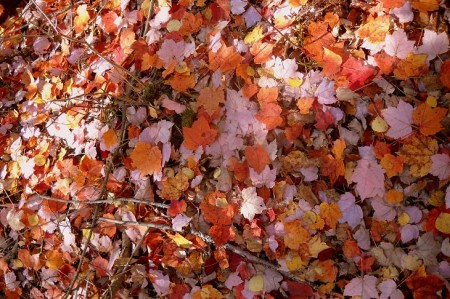 OttoLakeLeaves