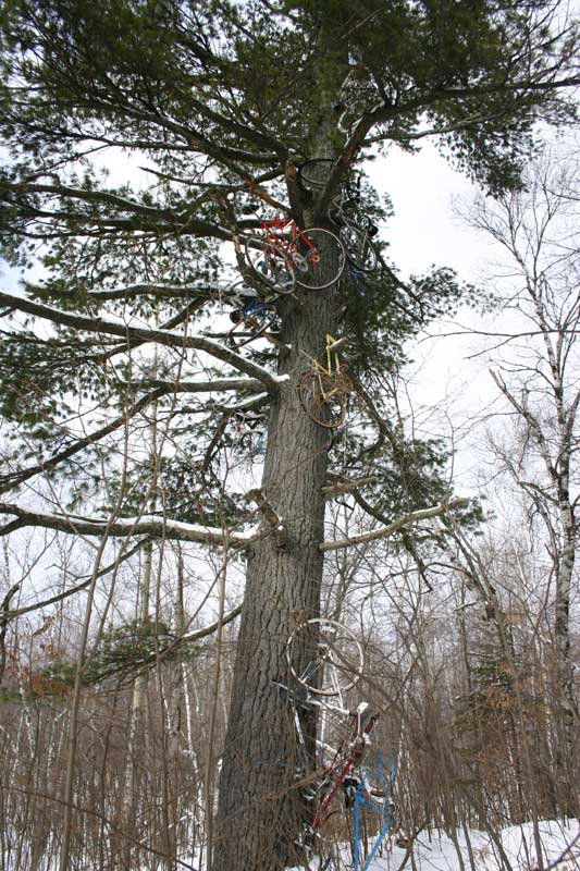Bicycle-Tree-Duluth