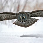 furtman-grey-owl