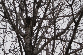 cat-in-tree-duluth