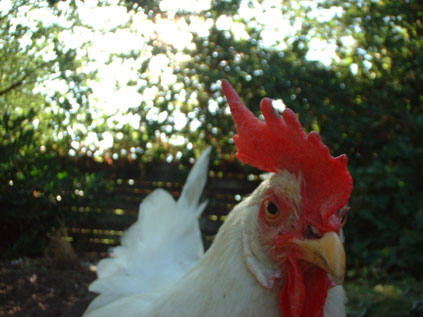 chicken