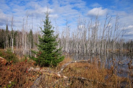 fox-farm-pond