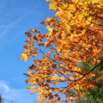 piedmont-tree-fall