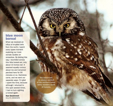 Duluth Blue Moon Boreal Owl