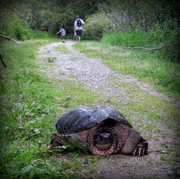 snapping turtle