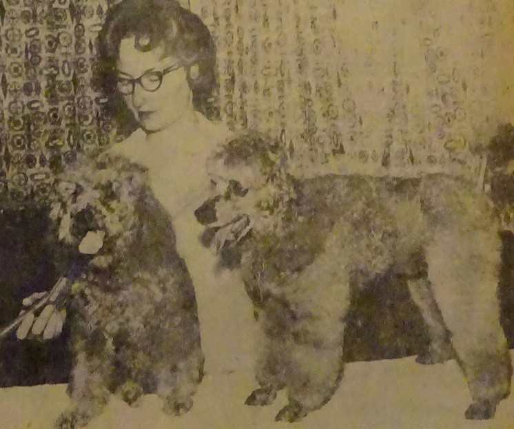 No Miniature Poodle