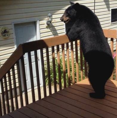 Bear Standing on porch in Proctor