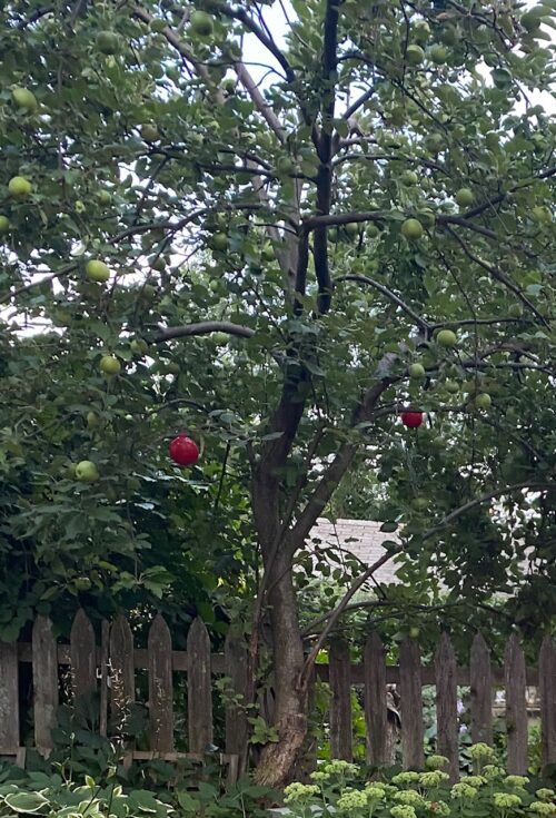 Close up of the apple tree insect trap