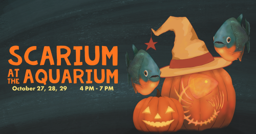 Scarium 2026 1920x1080